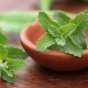 qué es la stevia